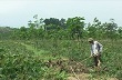 Chủ động tìm hướng đi cho cao su vùng Cùa trong điều kiện biến động giá cả
